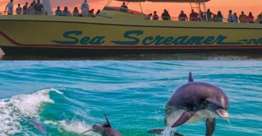 Sea Screamer Dolphin & Sightseeing Cruises