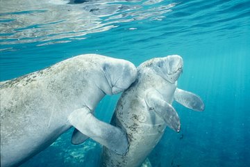 Crystal River Manatee Swim or Boat Ride from Orlando Crystal River Manatee Swim or Boat Ride from Orlando