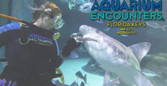 Interact with sea creatures at Aquarium Encounters