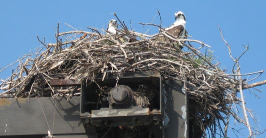 Explore the Everglades on Capt. Sterling's Eco Tours