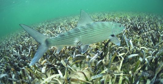 Flyfishermen: Saltwater Outfitters has what you need