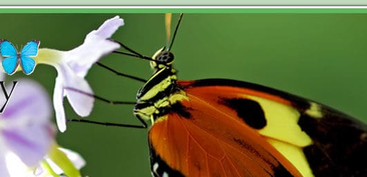 Key West Butterfly & Nature Conservatory