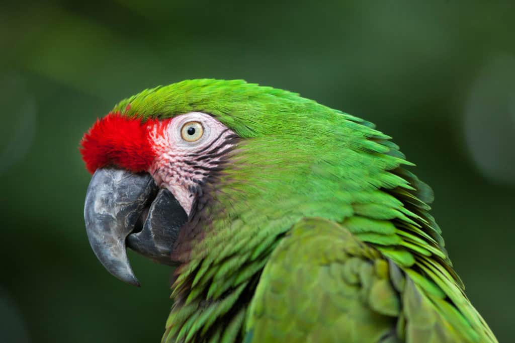 green military macaw