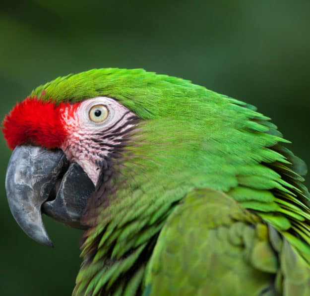 green military macaw