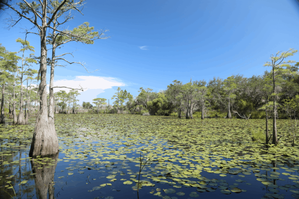 Coastal dune lake with bald cypress and lily pads