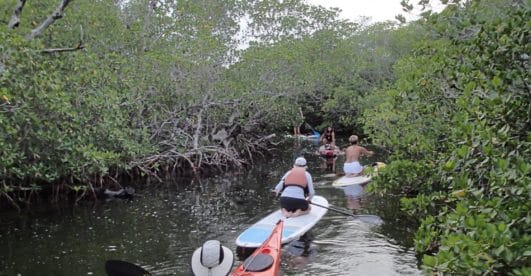 kayakers in mangroves Florida Keys