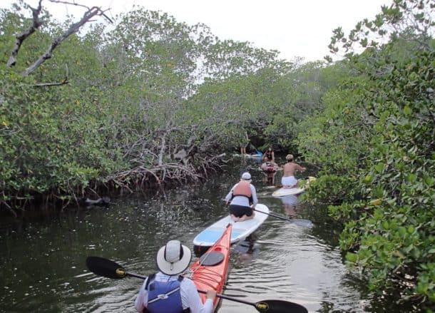 kayakers in mangroves Florida Keys