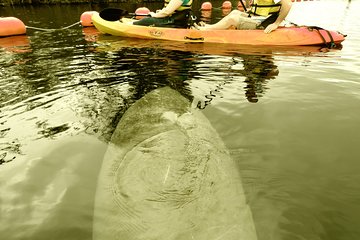 Guided Manatee Kayaking Tours through Blue Spring, State Park Guided Manatee Kayaking Tours through Blue Spring, State Park