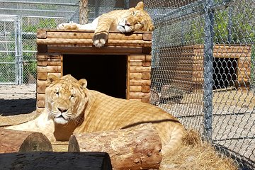 Skip the Line: Exotic Animal Tour Ticket Skip the Line: Exotic Animal Tour Ticket