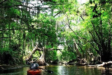Wild & Scenic Loxahatchee River Guided Tour Wild & Scenic Loxahatchee River Guided Tour
