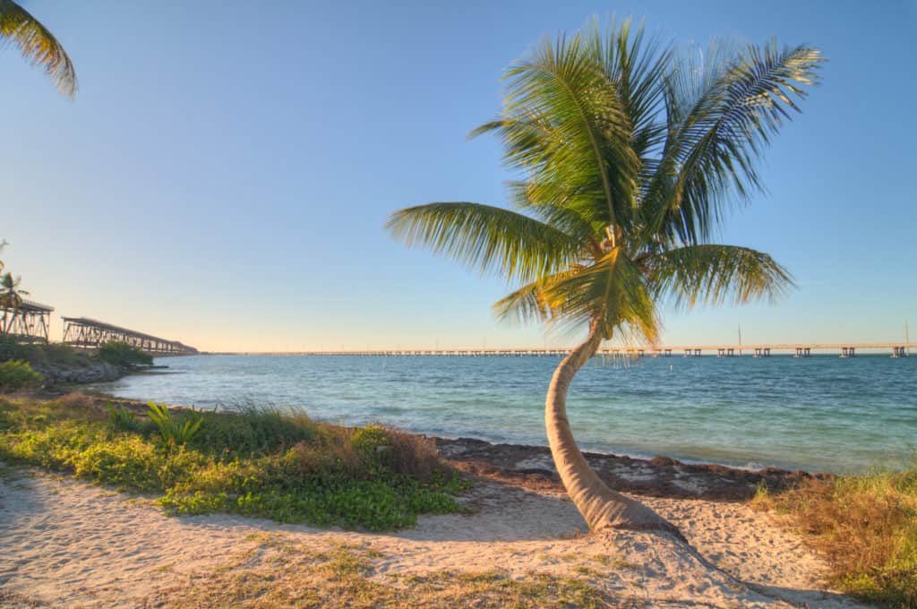 palm tree on beach overlooking the ocean