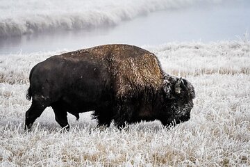 9 Day Winter Yellowstone, Grand Teton & Mighty 5 National Park Private Explorer 9 Day Winter Yellowstone, Grand Teton & Mighty 5 National Park Private Explorer
