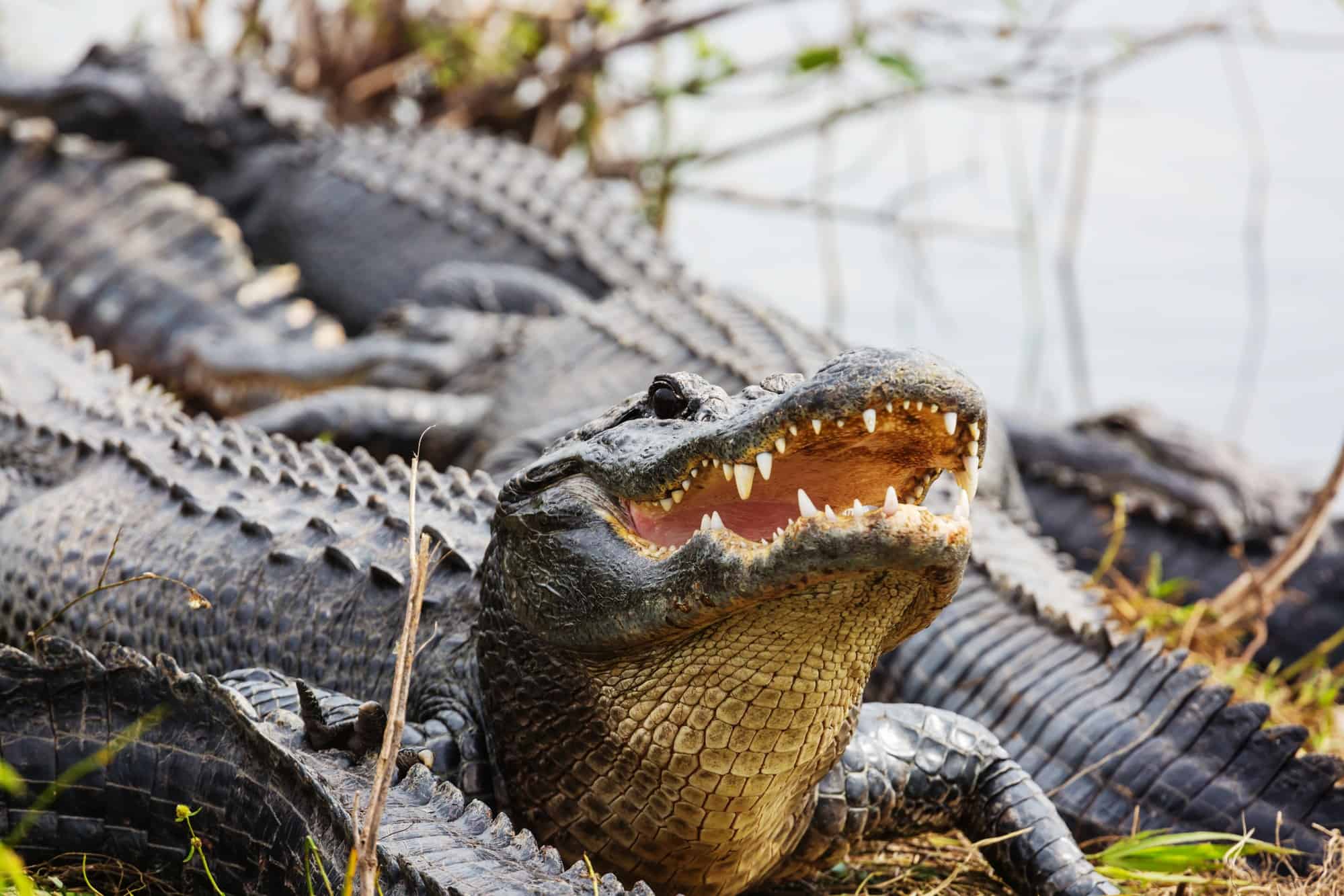 Everglades Alligator Farm Ticket