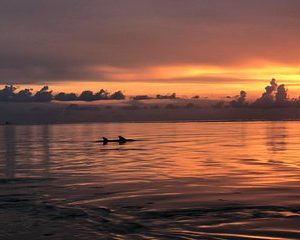 10,000 Islands Sunset & Shelling Kayak Adventure Tour: Naples Kayak Adventures