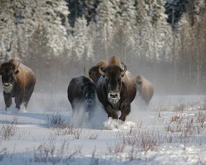 5 Day Yellowstone and Grand Teton Winter Tour - Private Small Group Tour
