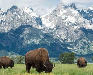 Full-Day Guided Sightseeing Tour of Grand Teton National Park