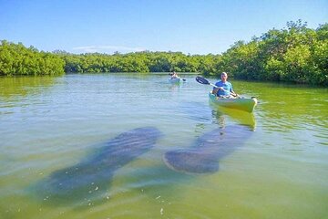Mangrove Kayak Tour