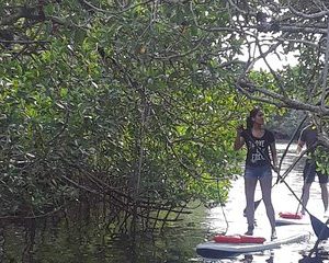 Naples Fl, Paddleboard Mangrove Forest Tour
