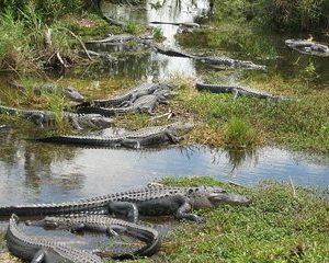 Private 4-hour Tour of Everglades from Miami Dade