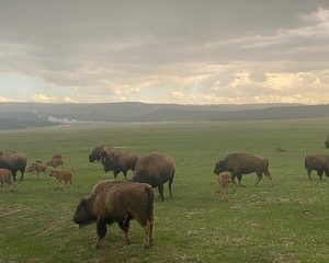 Guided Yellowstone National Park Trip