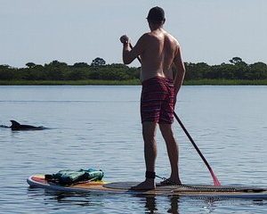 Paddle Board Dolphin Tour
