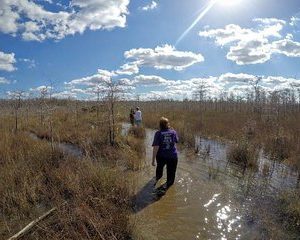 Small Group Full Day Everglades: Biologist led wet walk + Two 1-Hour Boat Trips