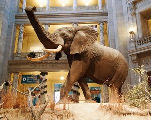 Smithsonian Museum of Natural History Private Guided Tour