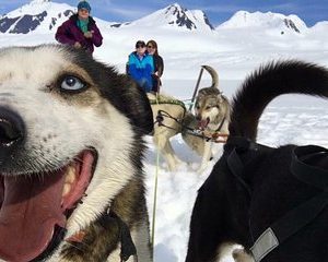 Alaska Helicopter and Glacier Dogsled Tour - ANCHORAGE AREA
