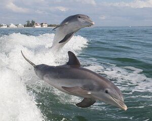 2 Hour Dolphin Boat Tour in Florida