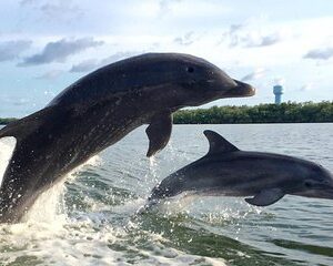 Dolphin Tour,Booze Cruise, Birthday Parties, Bachelorette Parties