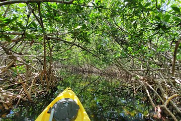 Save 10.00%! Kayak Tour of Mangrove Maze from Key West