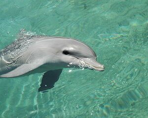 2 Hour Dolphin and Snorkeling Experience at Panama City