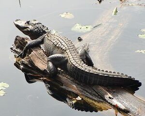 3 Hour Natural Florida Everglades Guided Bicycle Eco Tour