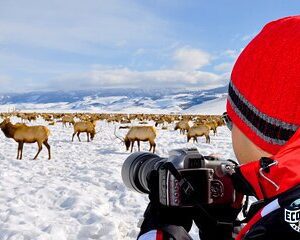 Full Day Private Elk Refuge Sleigh Ride and Wildlife Art Museum Tour