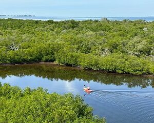 2 Hours Guided Robinson Preserve Mangrove Tour