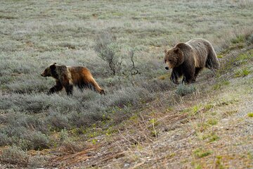 Half-Day Grand Teton National Park Wildlife Safari Private Tour