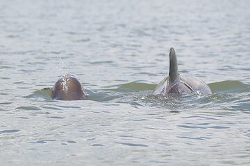 Save 20.00%! Dolphin and Wildlife Tour at Indian River Shores