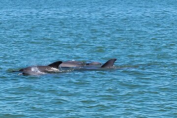 Save 24.99%! Fort Myers Beach Sightseeing with Shark Teeth and Shelling Tour