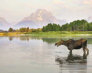 4 Hours Private Sunrise Breakfast Wildlife Safari
