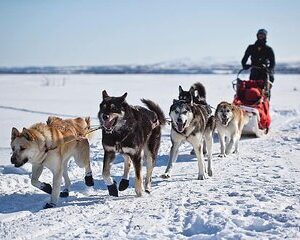 6 Day Winter Wonderland Tour in Yellowstone National Park