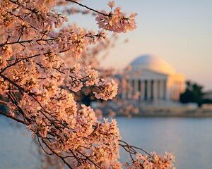 Chicago to Washington D.C. Cherry Blossom 3-Day Tour