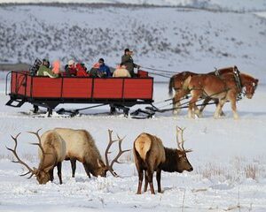Grand Teton and National Elk Refuge Winter Wonderland Full Day Adventure
