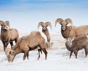Grand Teton and Native American Petroglyph Tour