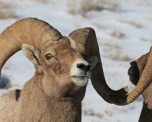 Jackson Hole & Grand Teton Park - Half-Day Wildlife Tour - Morning