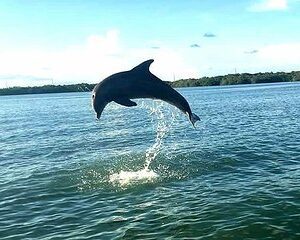 Key Largo Mangrove Private Eco-Tours
