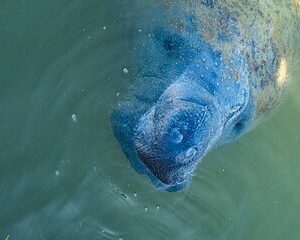 Manatees, Grasslands and Mangroves kayak Tour (Small Group Tour)