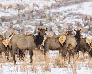 Private Tour Grand Teton National Park