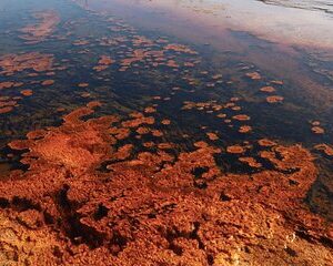 Private Upper Loop Grand Teton, Lower Loop Scenic & Wildlife 3 Day Tours