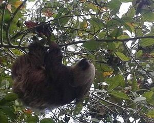 Private transportation in Panama