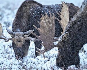 Wildlife Safari, Elk Refuge Sleigh Ride, Winter Camp Igloo Dinner